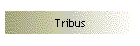 Tribus