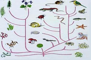 &aacute;rbore da evoluci&oacute;n