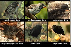 Especiaci&oacute;n por variaci&oacute;n