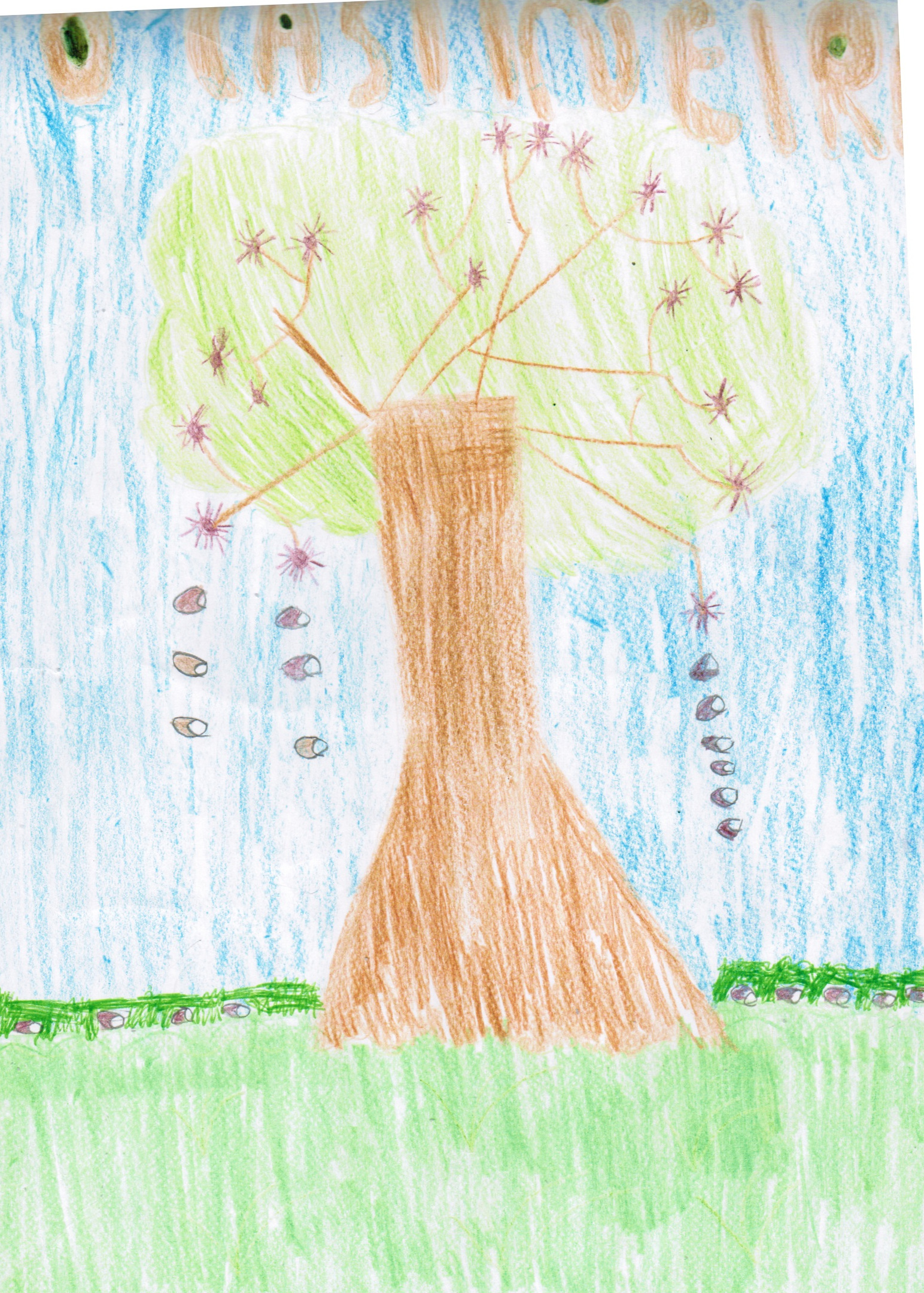 debuxo castiñeiro debuxo castiñeiro