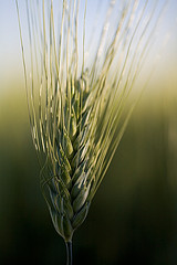 Espiga de trigo Espiga de trigo