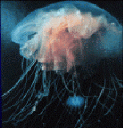    A medusa m�is grande
