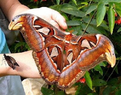    A mariposa m�is grande
