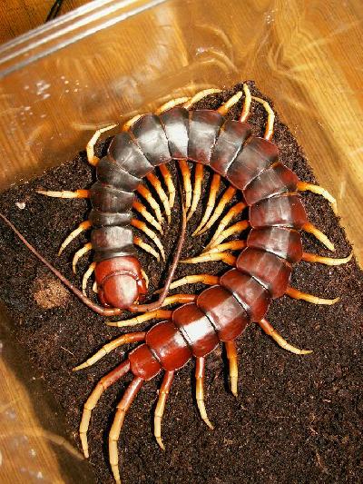      la escalopendra gigante
