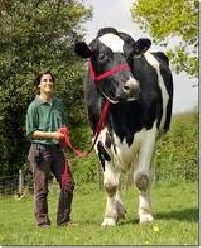       A vaca m�is grande do mundo
