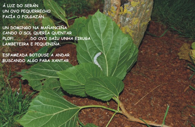 O casamento da pulga e o piollo