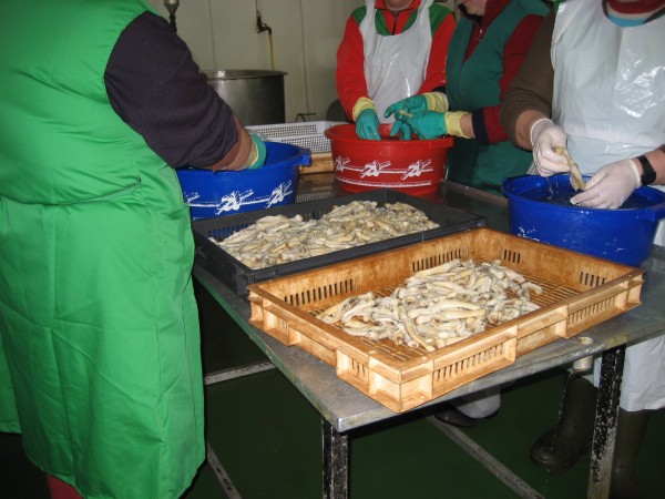 Pulsar para ver a imaxen orixinal