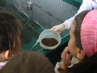 Pulsar para ver a imaxen orixinal