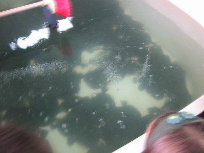 Pulsar para ver a imaxen orixinal