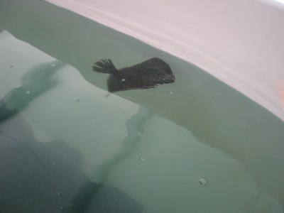 Pulsar para ver a imaxen orixinal