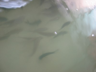 Pulsar para ver a imaxen orixinal