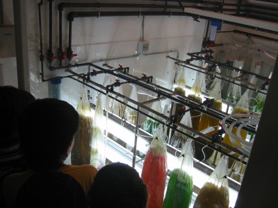 Pulsar para ver a imaxen orixinal