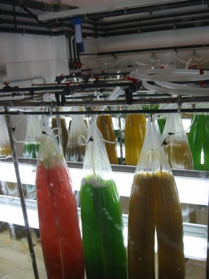 Pulsar para ver a imaxen orixinal