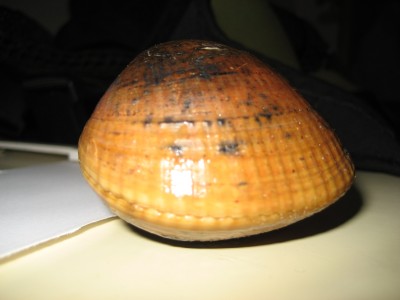 Pulsar para ver a imaxen orixinal