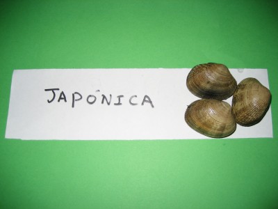 Pulsar para ver a imaxen orixinal