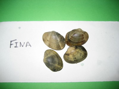 Pulsar para ver a imaxen orixinal