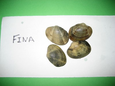 Pulsar para ver a imaxen orixinal