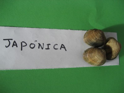 Pulsar para ver a imaxen orixinal