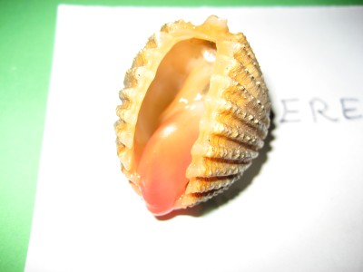 Pulsar para ver a imaxen orixinal