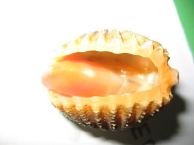 Pulsar para ver a imaxen orixinal