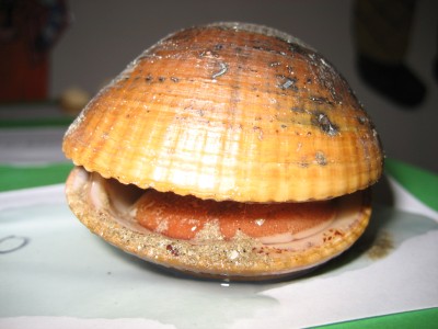 Pulsar para ver a imaxen orixinal