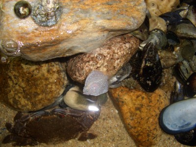 Pulsar para ver a imaxen orixinal