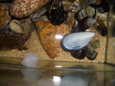 Pulsar para ver a imaxen orixinal