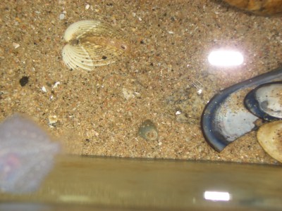 Pulsar para ver a imaxen orixinal