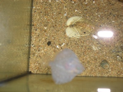 Pulsar para ver a imaxen orixinal