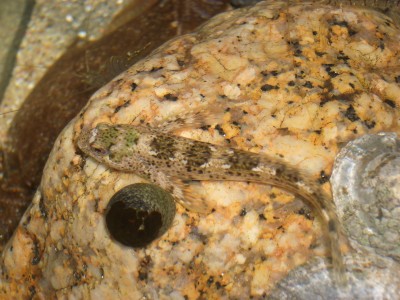 Pulsar para ver a imaxen orixinal