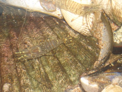 Pulsar para ver a imaxen orixinal