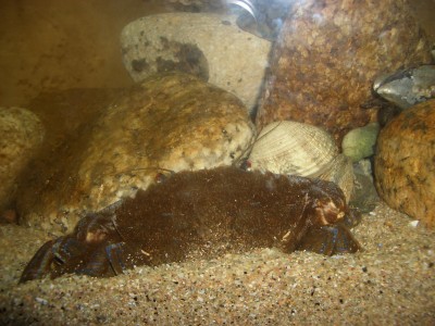 Pulsar para ver a imaxen orixinal