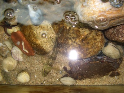 Pulsar para ver a imaxen orixinal