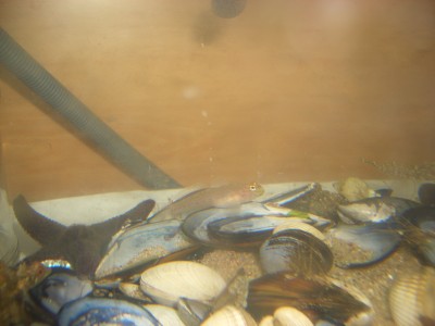 Pulsar para ver a imaxen orixinal