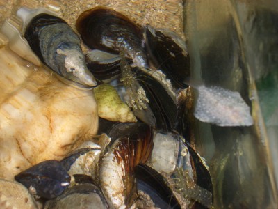 Pulsar para ver a imaxen orixinal