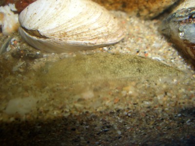 Pulsar para ver a imaxen orixinal