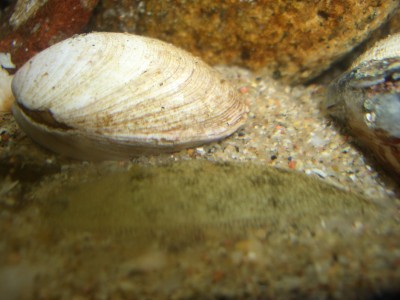 Pulsar para ver a imaxen orixinal