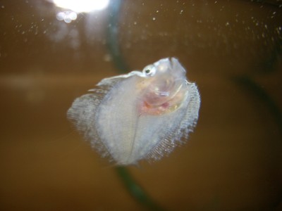 Pulsar para ver a imaxen orixinal