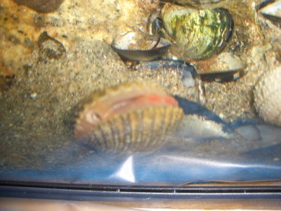 Pulsar para ver a imaxen orixinal