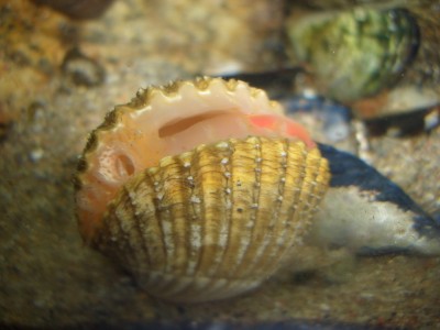 Pulsar para ver a imaxen orixinal