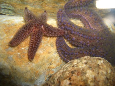 Pulsar para ver a imaxen orixinal