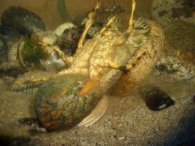 Pulsar para ver a imaxen orixinal