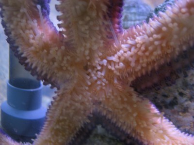 Pulsar para ver a imaxen orixinal