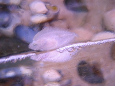 Pulsar para ver a imaxen orixinal