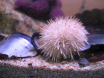 Pulsar para ver a imaxen orixinal