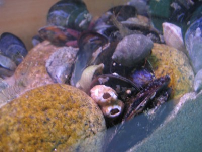 Pulsar para ver a imaxen orixinal