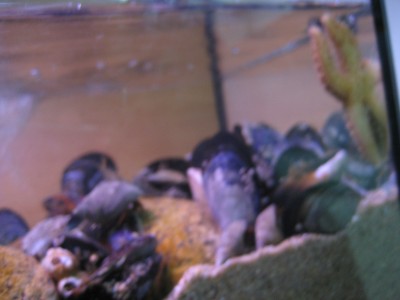 Pulsar para ver a imaxen orixinal