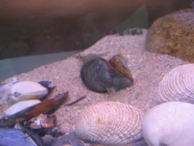 Pulsar para ver a imaxen orixinal