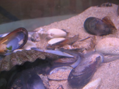 Pulsar para ver a imaxen orixinal