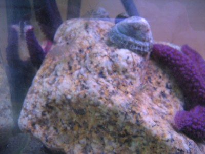 Pulsar para ver a imaxen orixinal